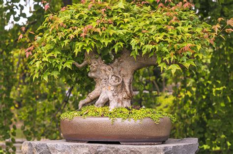 japanese maple bonsai tree growing kit